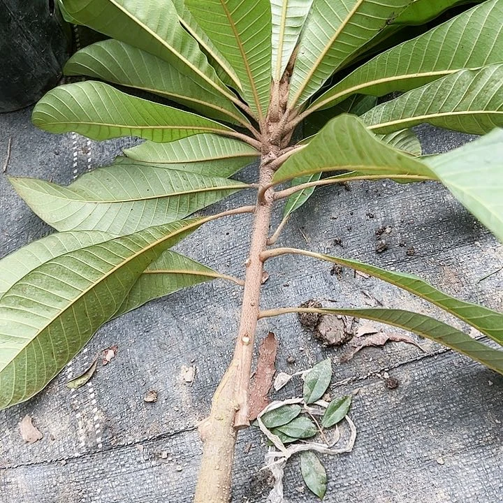 珍珠芭乐敏1455666667