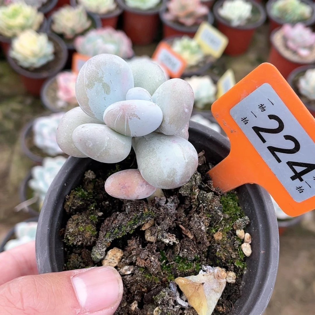 【闪购商品】?****?224号