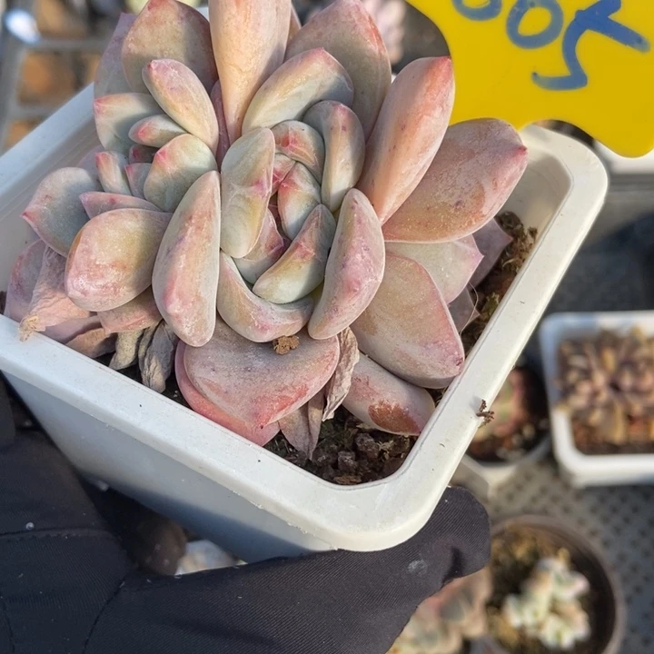 865石榴籽多肉植物保护