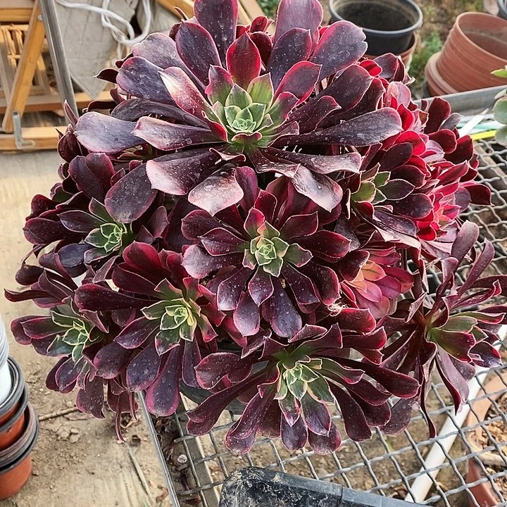 金丝雀多肉植物状态