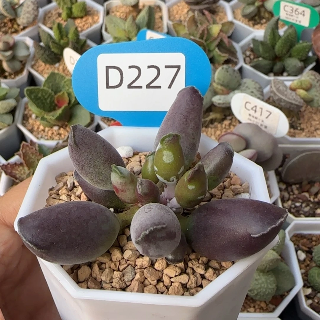 艺妓海豹。  227。