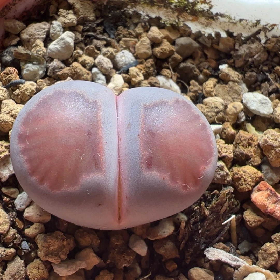 紫菊多肉植物百科