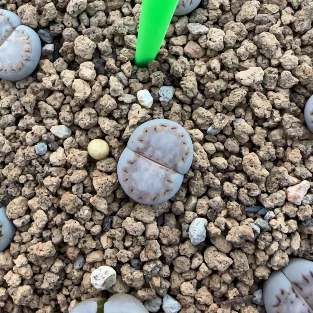 009 饼干可挑30包邮