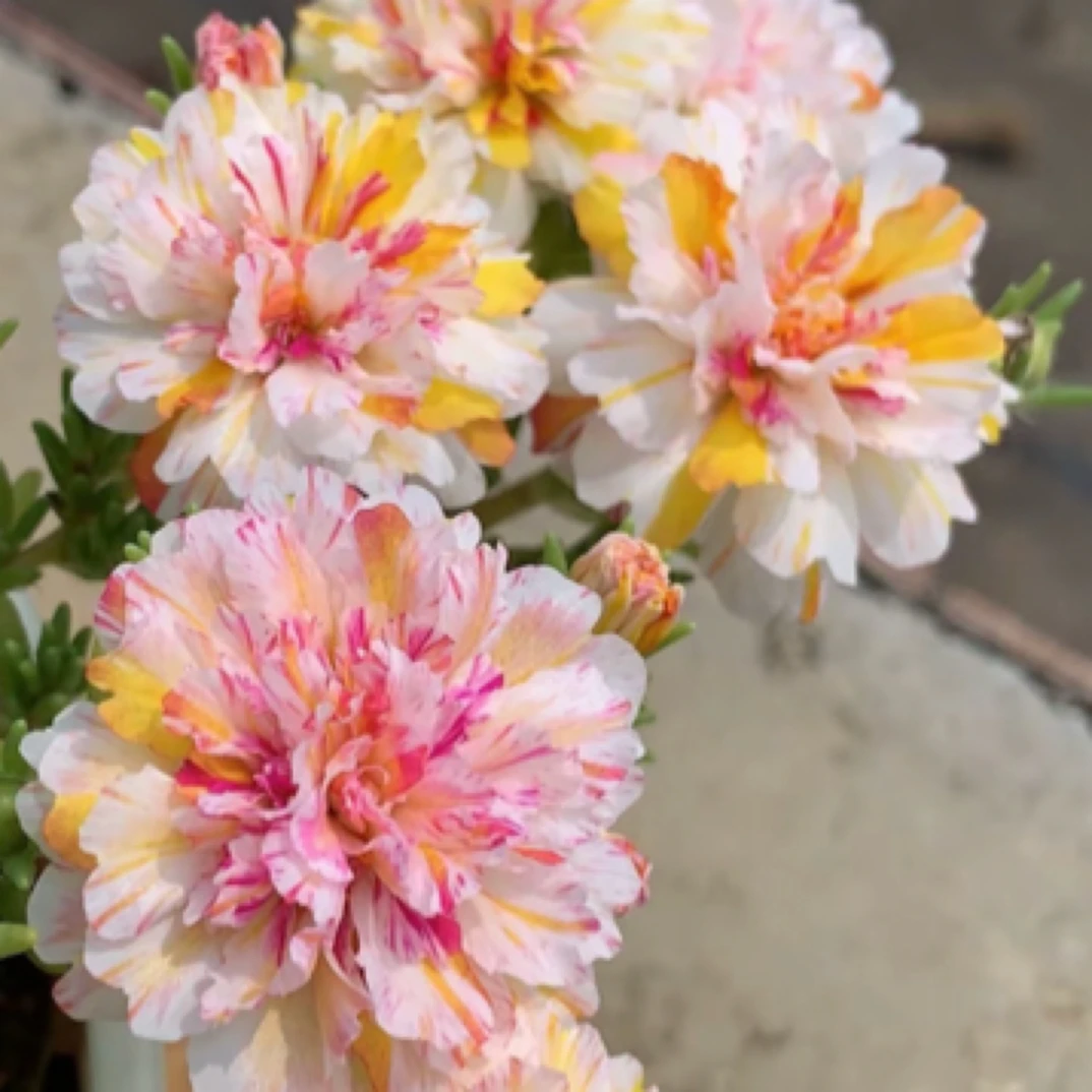 双重瓣籽播品种太阳花随机发货