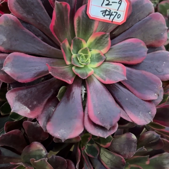 凤冠多肉法师不包损70