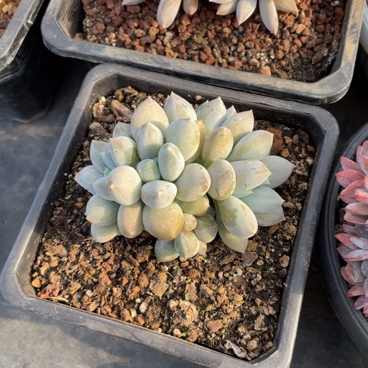 【闪购商品】哥特群