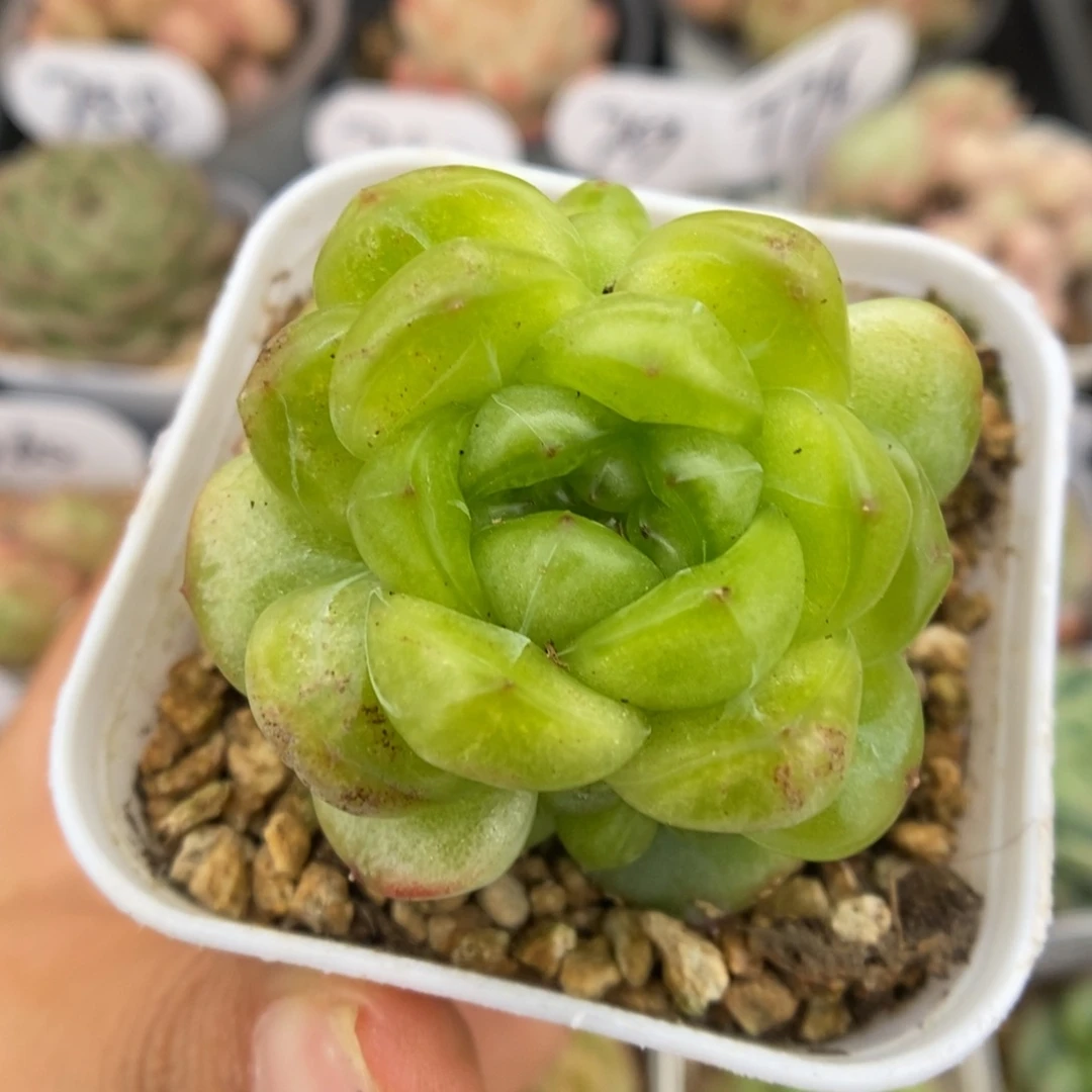 玲珑珍妮11号。