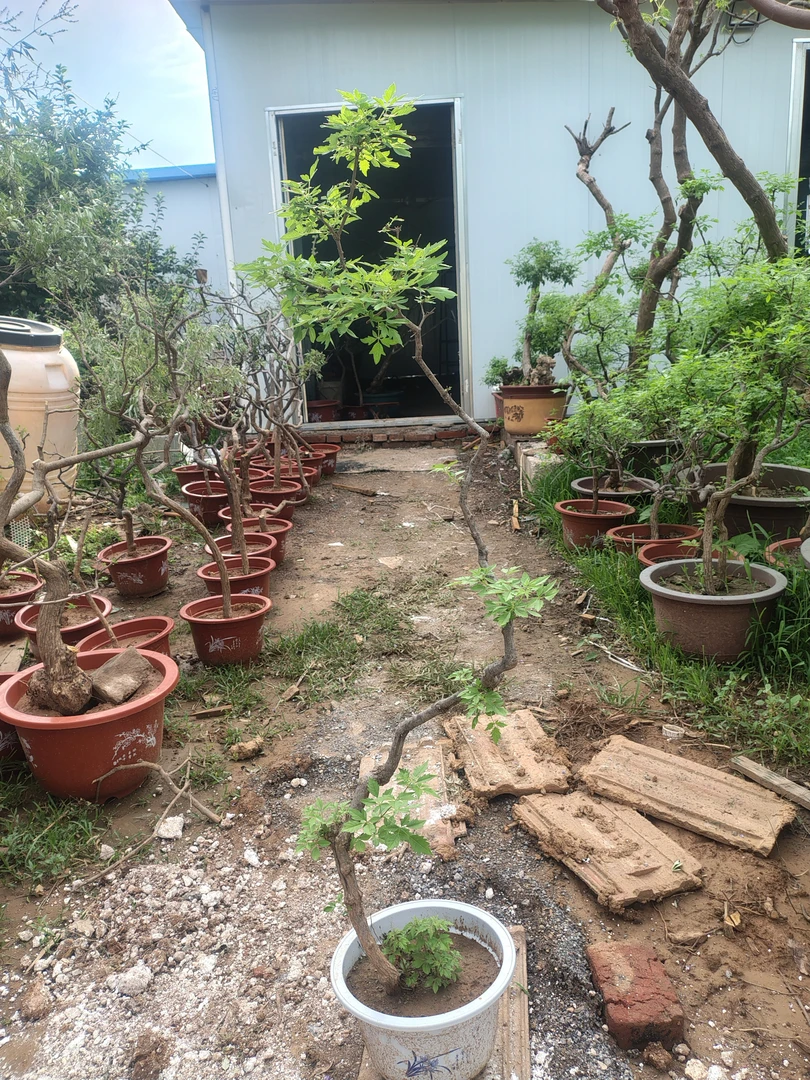 太行山小叶黄荆盆景素材适合茶室客厅办公室