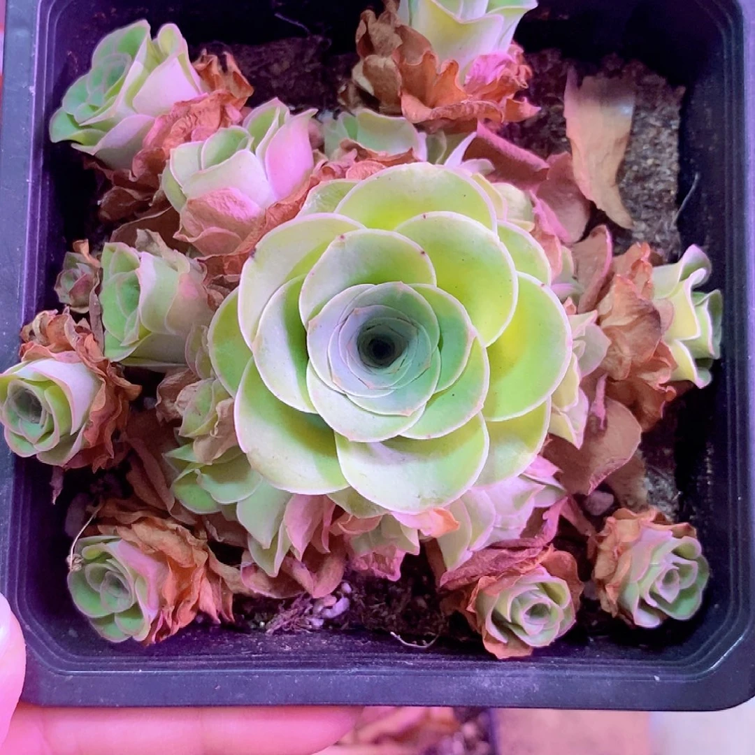 山地玫瑰一物一拍006月影寒