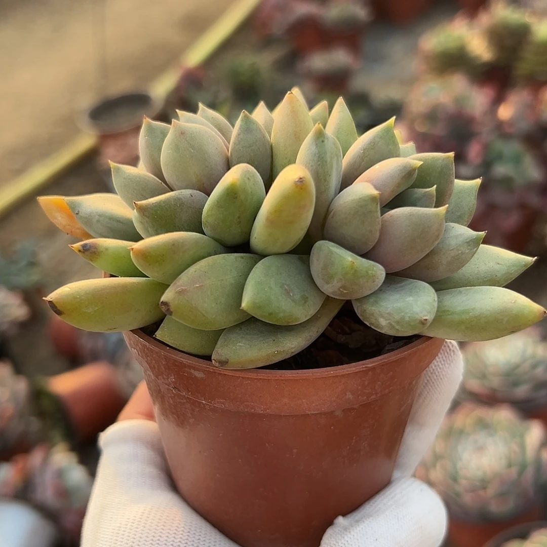 多肉植物多肉植物