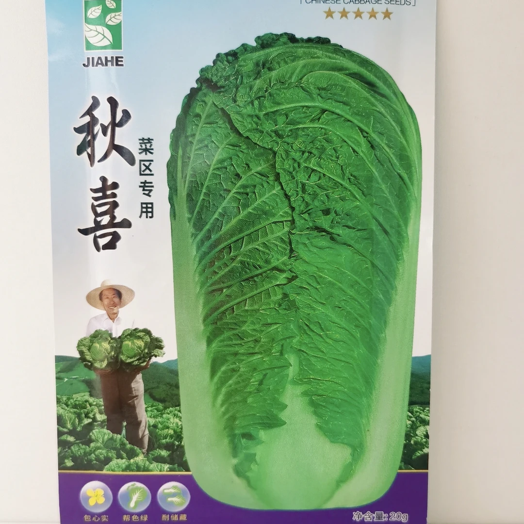 秋喜白菜种子福利