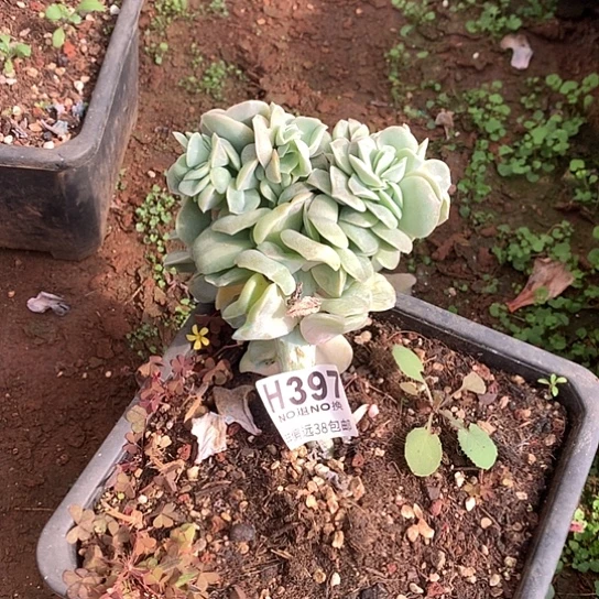 可爱玫瑰缀花397 亏本处理退款拉黑7/8天发货