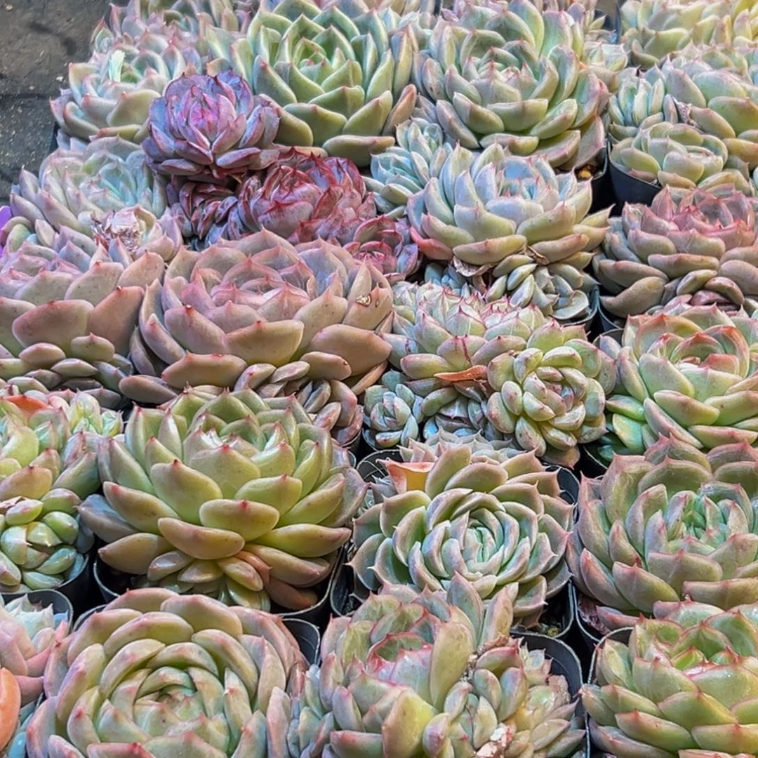 515多肉葡萄领导人物库资料显示