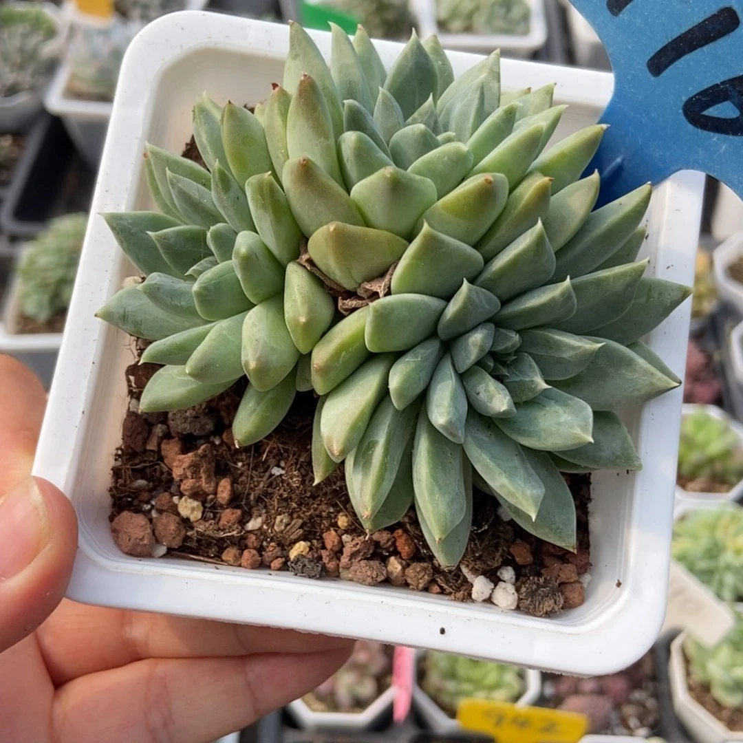 116青花瓷多肉植物保护