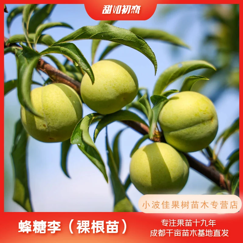 【正宗蜂糖李】现挖裸根苗 基地直发 可盆栽种植 早熟大果丰产品种