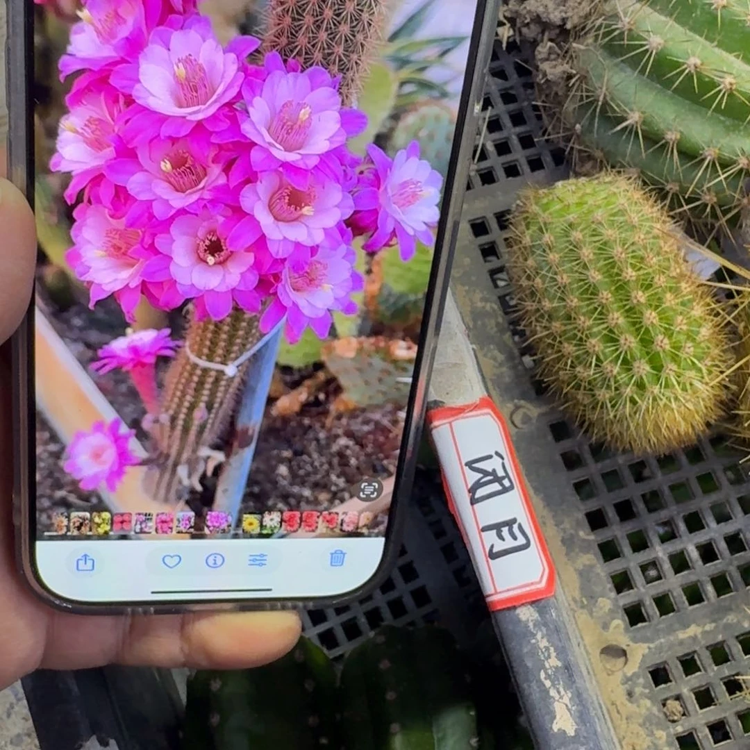 347金妞奥拓无根侧牙歪6公分左右，20包邮