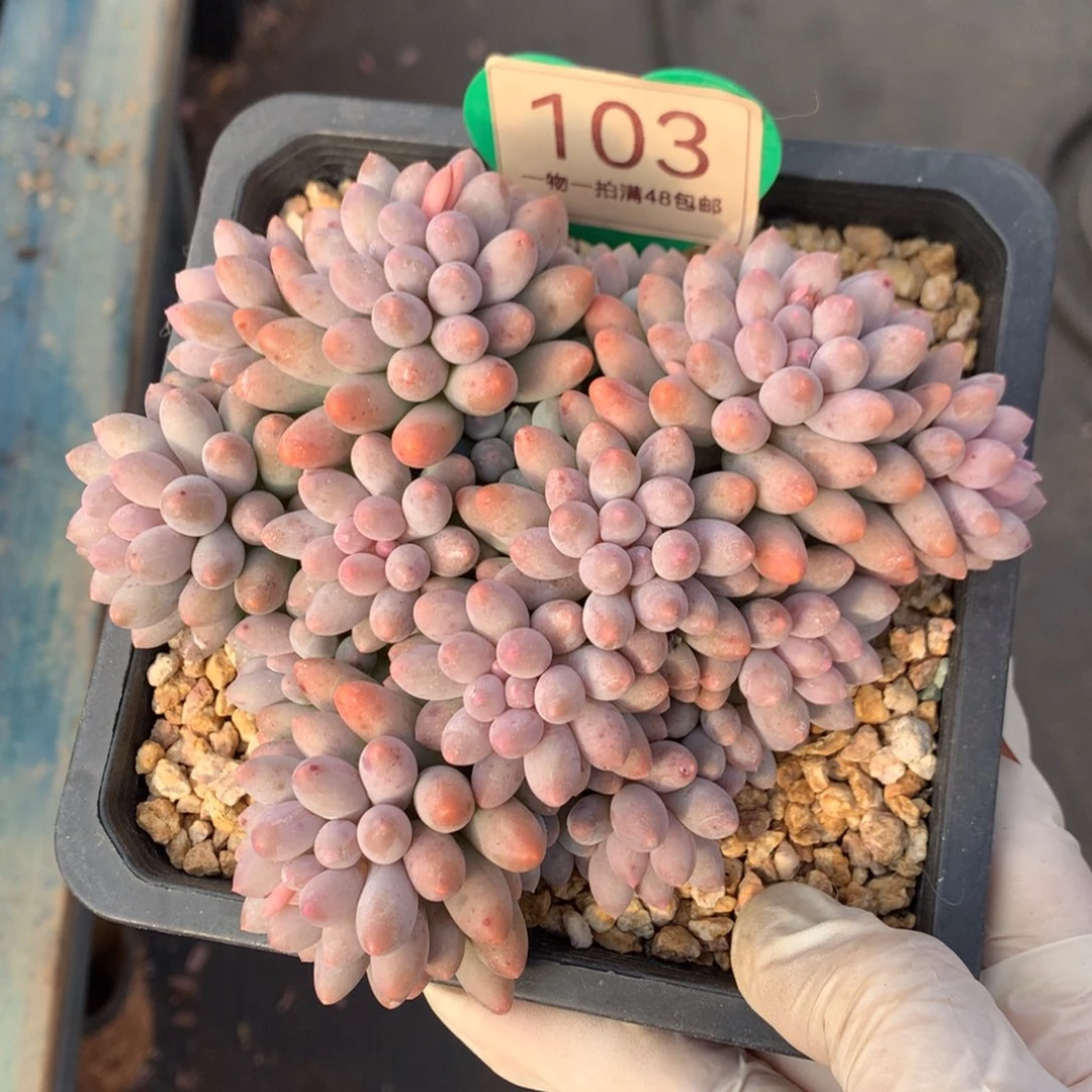 婴儿手指无砍平头103