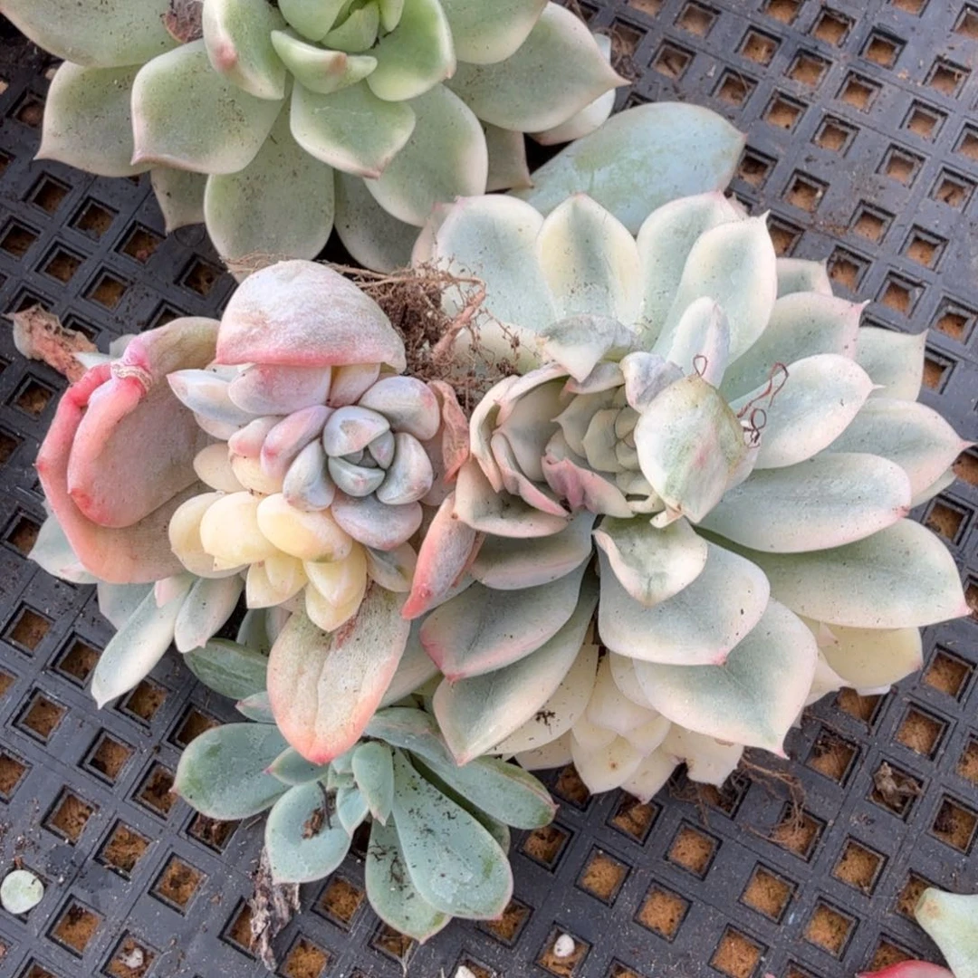 大锦边橙梦露锦韩水晶月亮