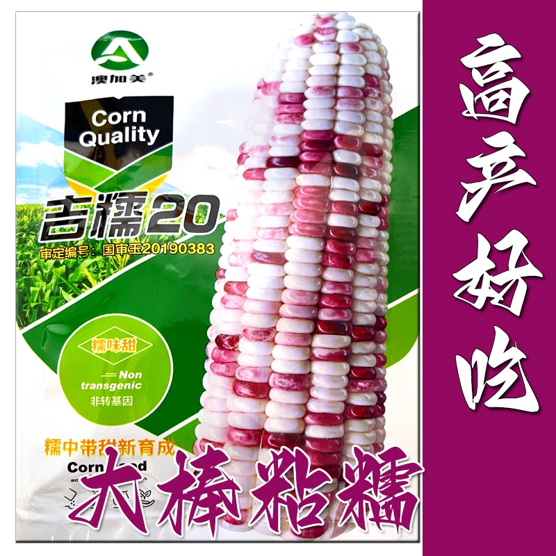 超甜彩甜糯玉米种子 美玉糯16号彩糯玉米种子 好吃易种 大田种植