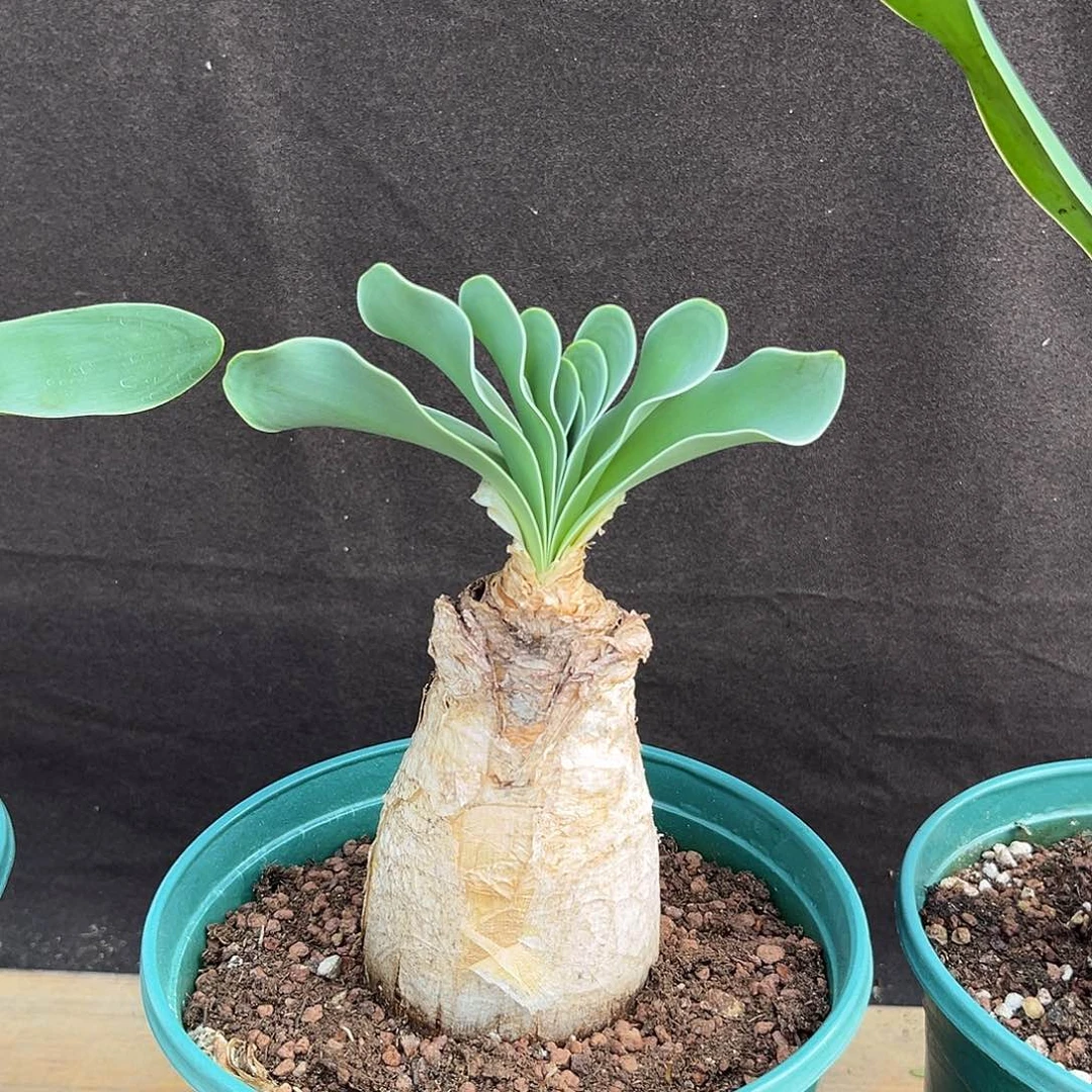 汤圆植物巨凤之卵漂亮