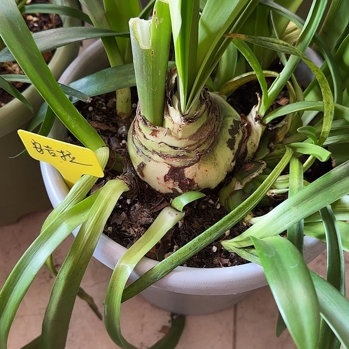 无花朵安吉拉8+主球带16侧