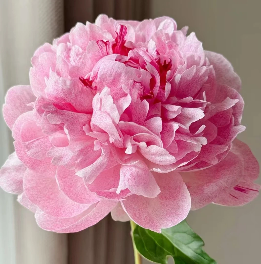 【小鹿】盆栽重瓣芍药庭院阳台地栽盆栽耐寒观赏花卉趣味春季