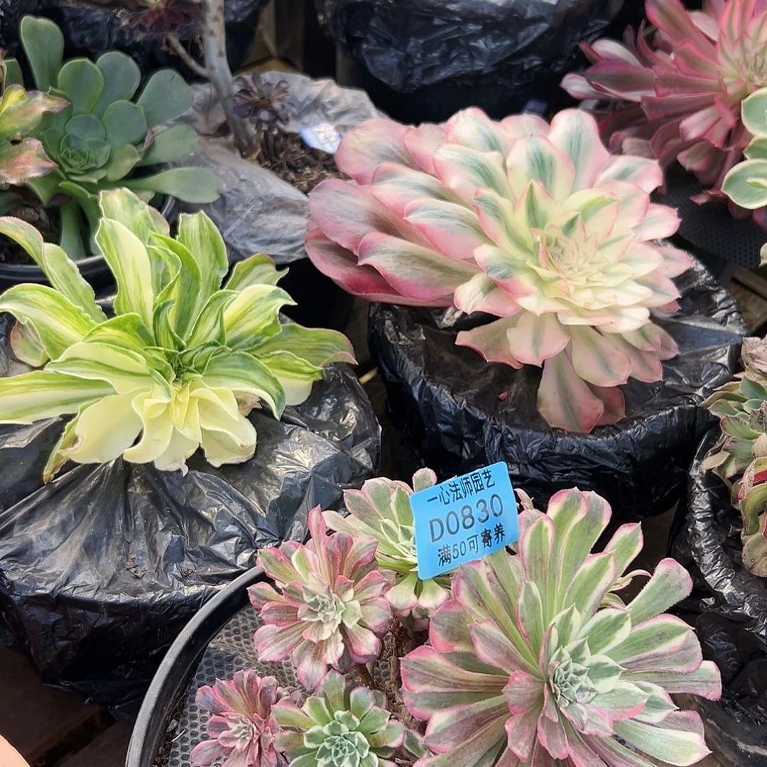 同花顺830多肉植物多肉植物