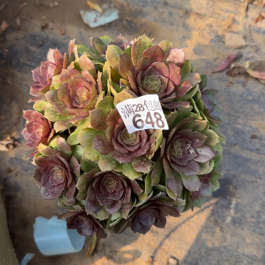 沙拉万多肉648满28包邮断枝不包