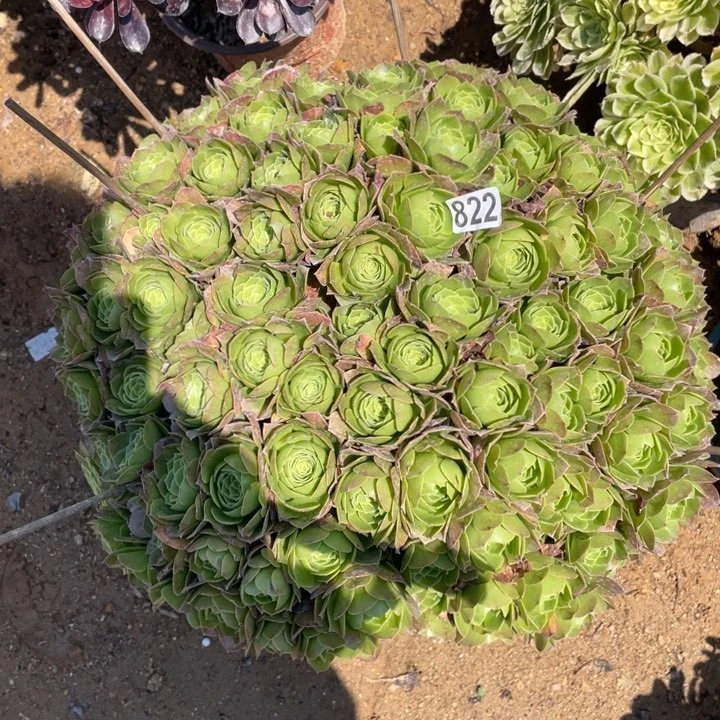 822多肉植物圣罗兰