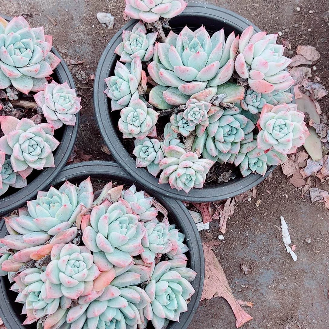 冰山美人多头造型精品特价