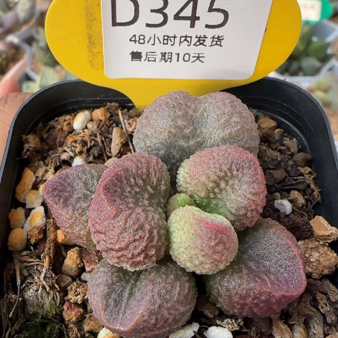 单头可控型水蜜桃。   345。