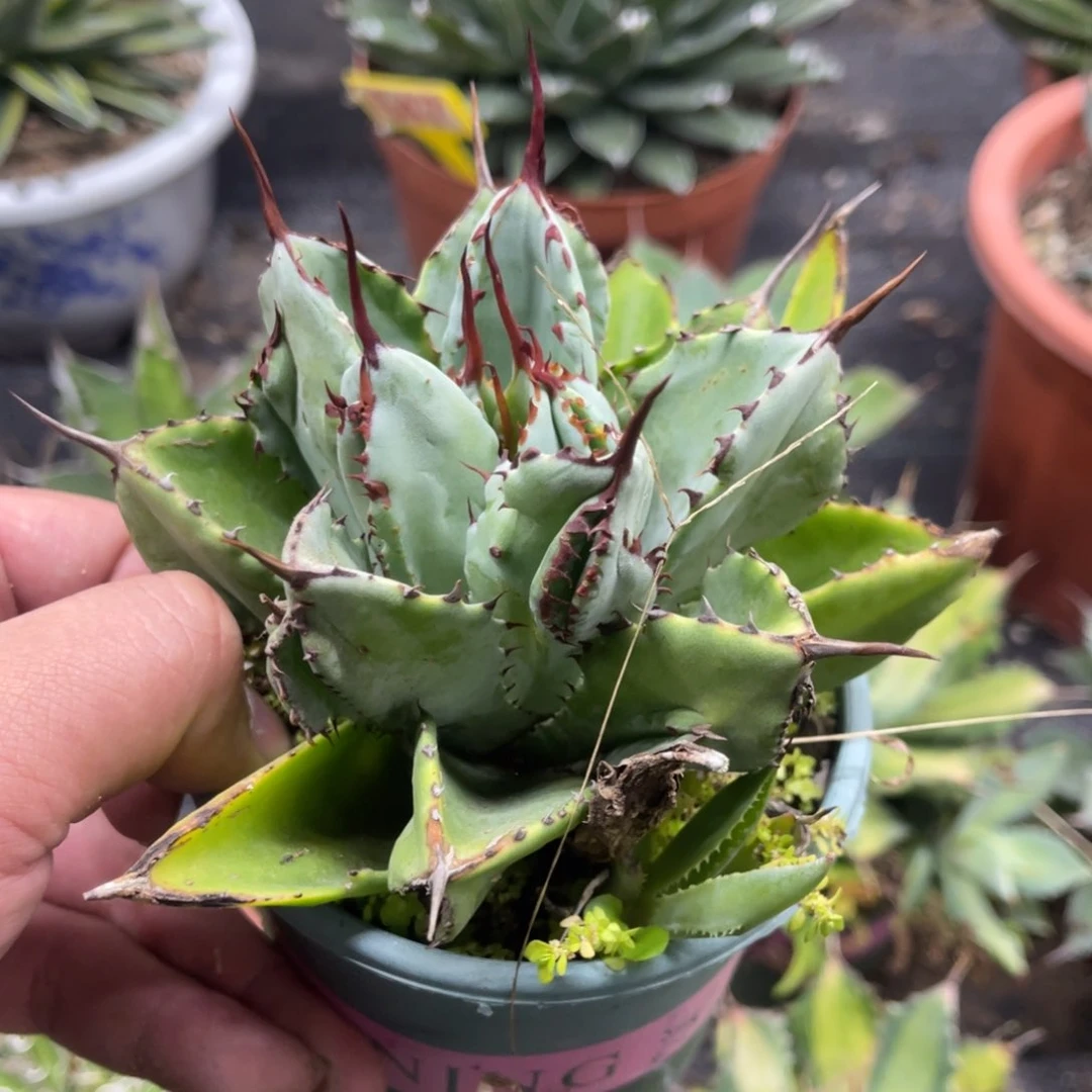 贝壳类鲍鱼龙龙舌兰