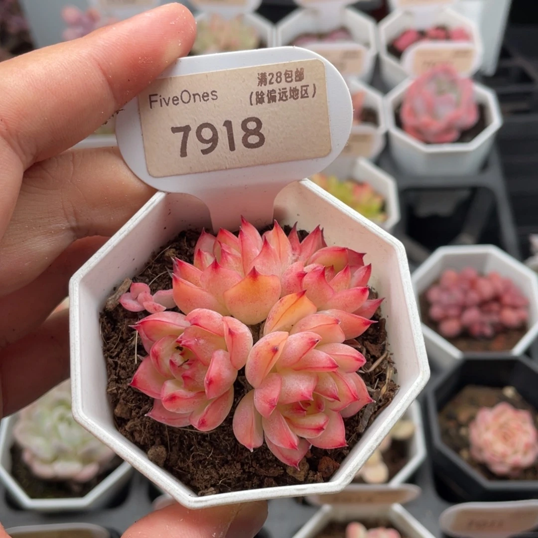 粉水晶7918-5.5厘米