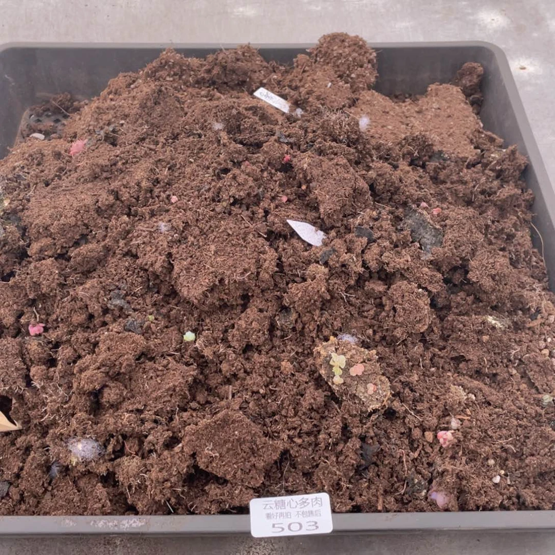 云糖心多肉植物503
