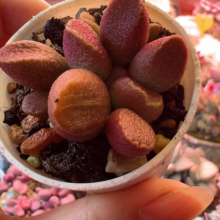 嗯哼我的小可爱啊呜呜