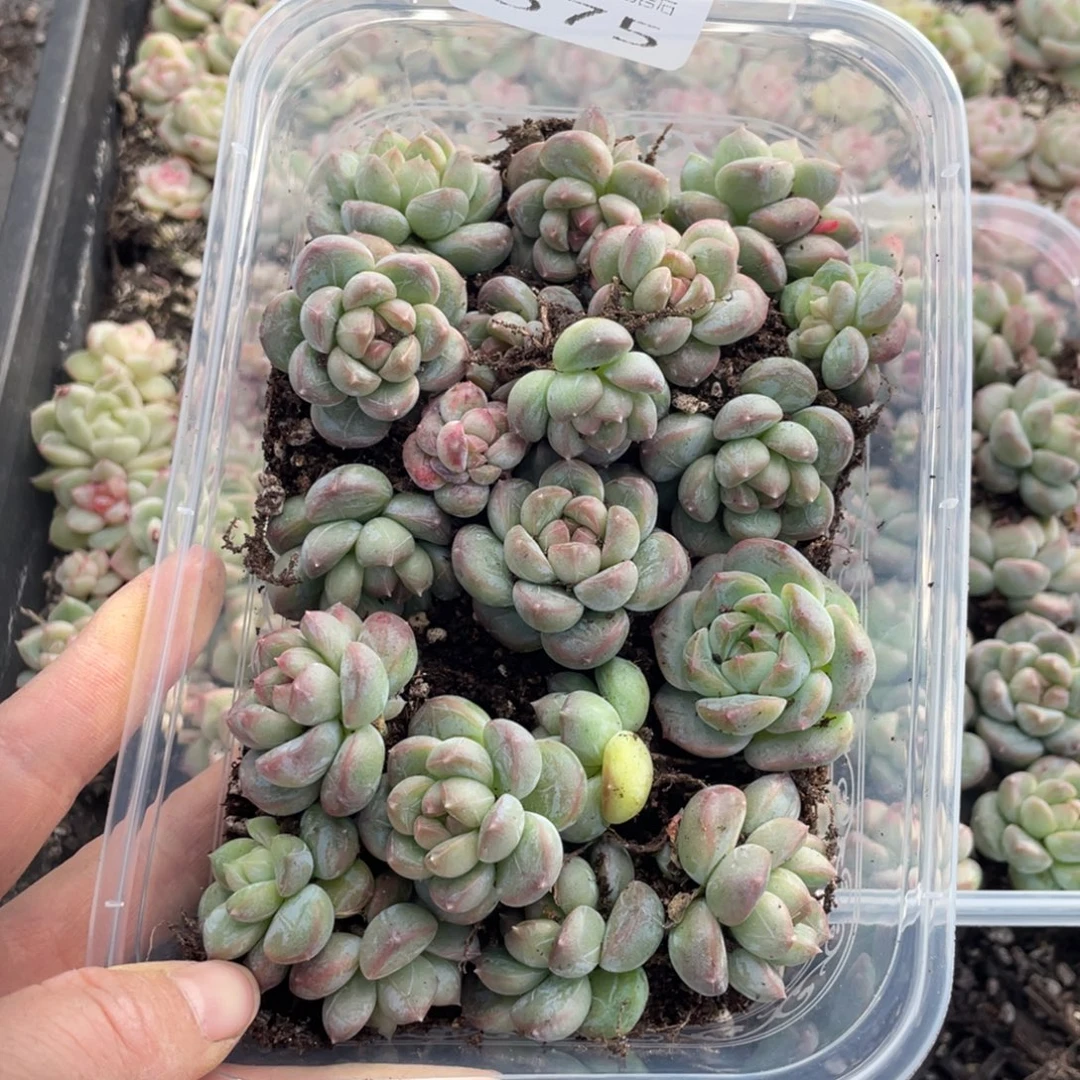糕大上多肉植物575