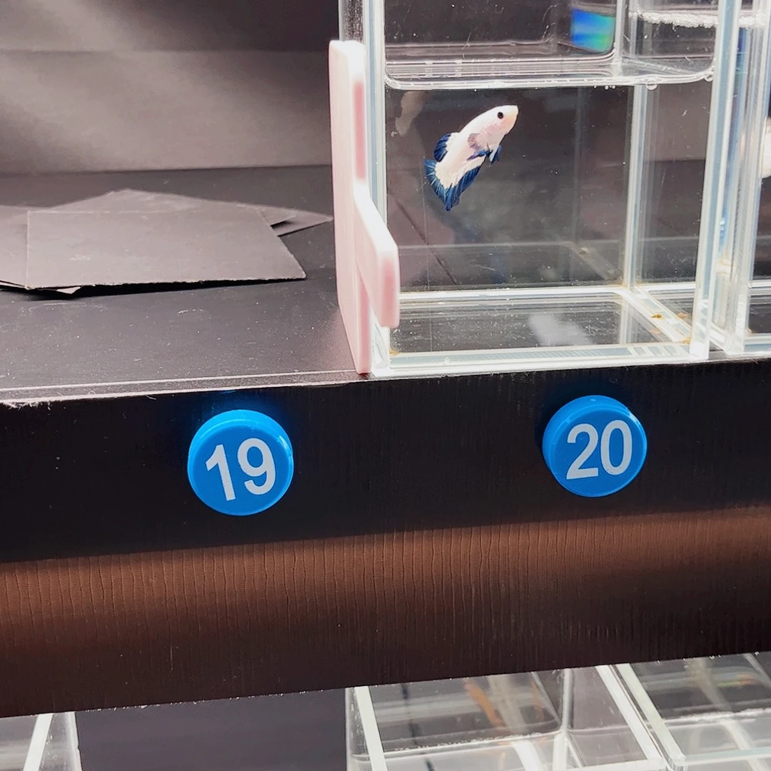 胡***悠海水鱼宙斯09-22竞拍