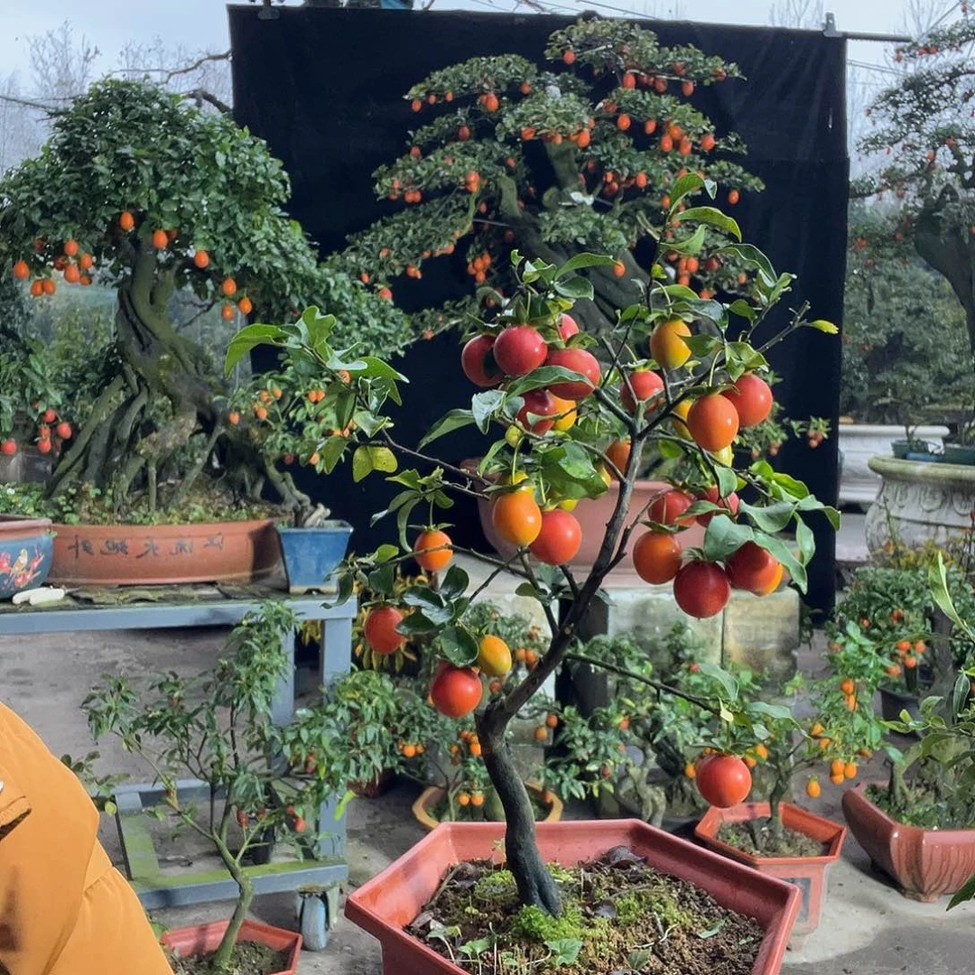 金弹子盆景喜欢的来