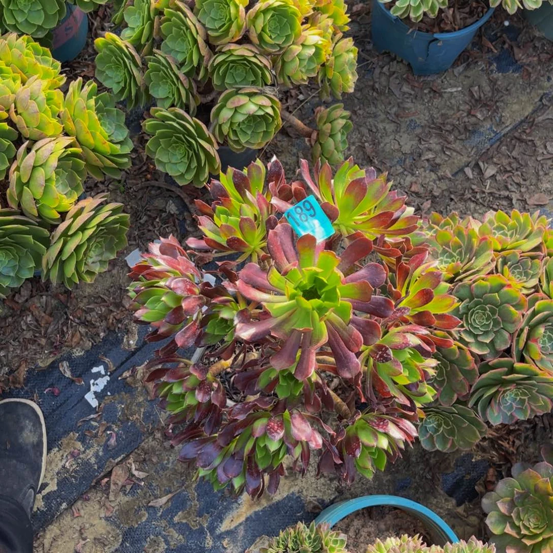 黑法师朵朵花花1-15