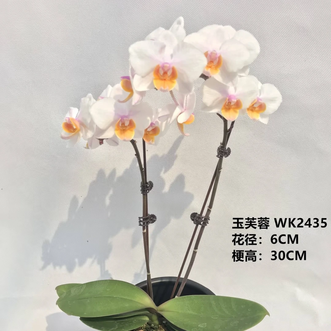 【玉芙蓉双剑】高品蝴蝶兰玉芙蓉3.0寸双剑发货