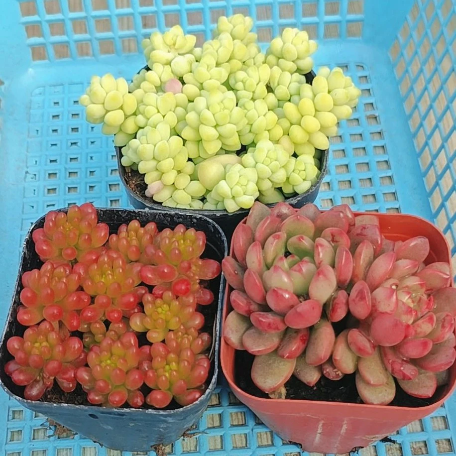 【满9.9包邮】转运珠＋玉坠＋红宝石带盆土多肉植物以直播间展示为主