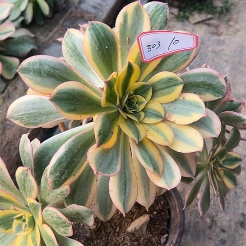 多肉植物灿烂303