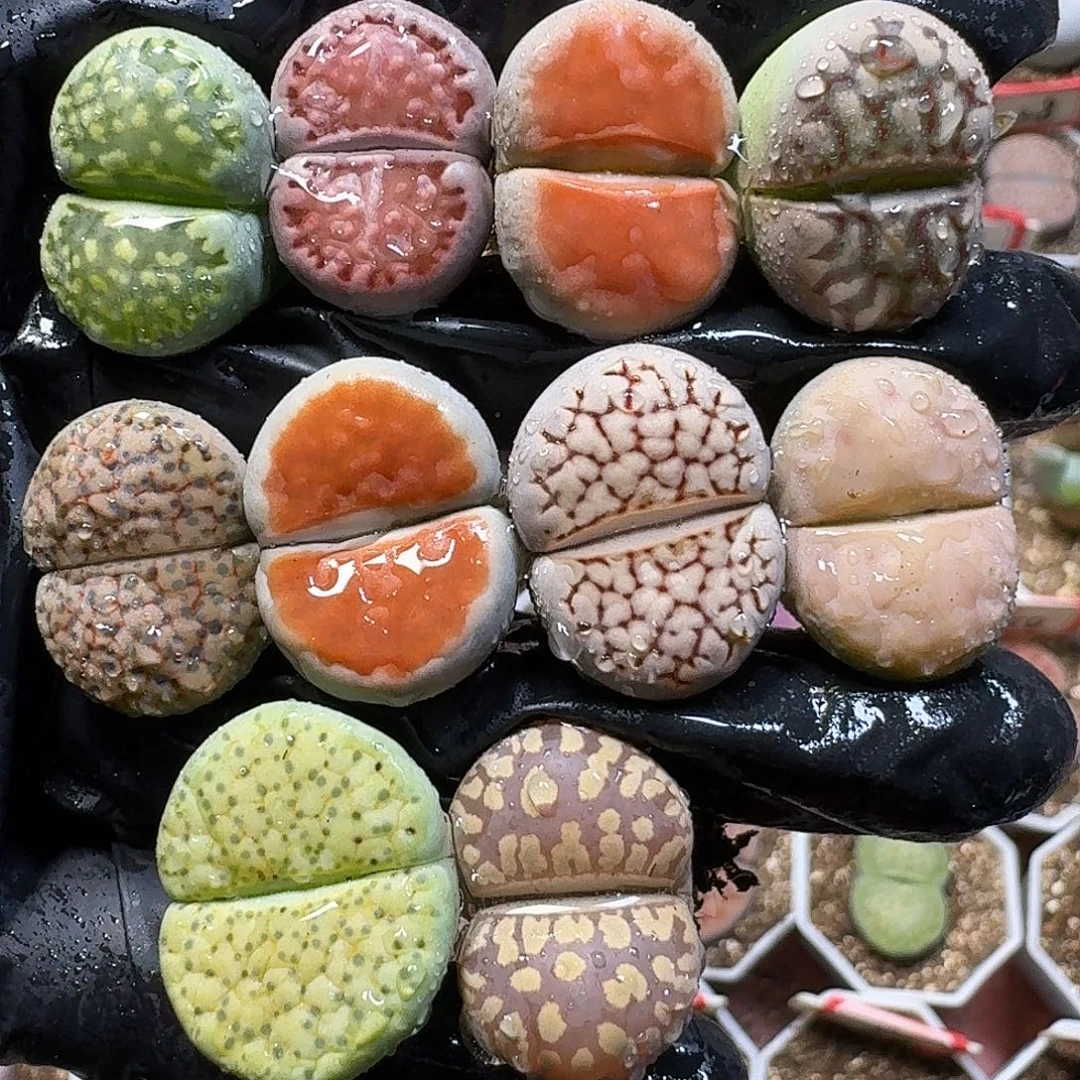 生石花111111。   233