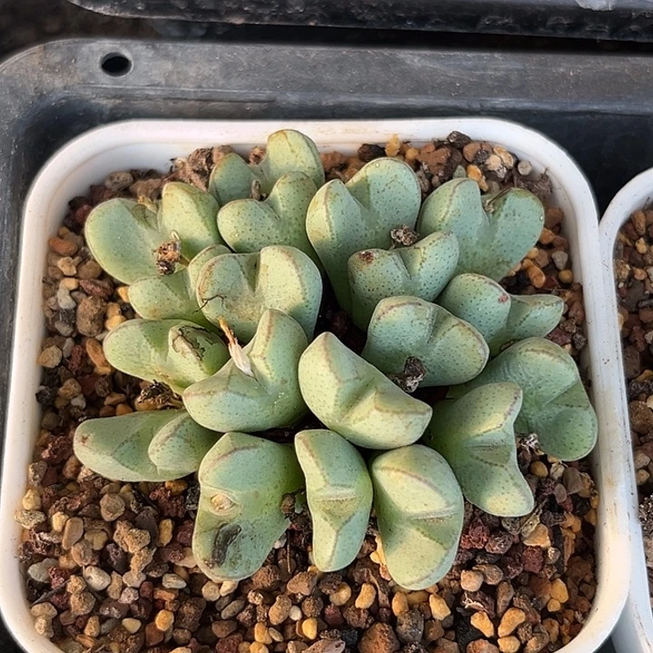 包邮肉锥多肉植物