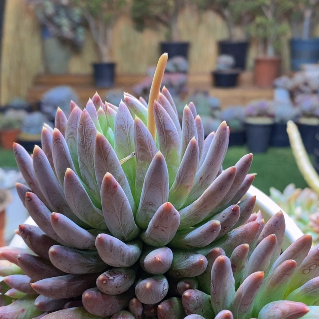 陈*A96炫彩星多肉植物