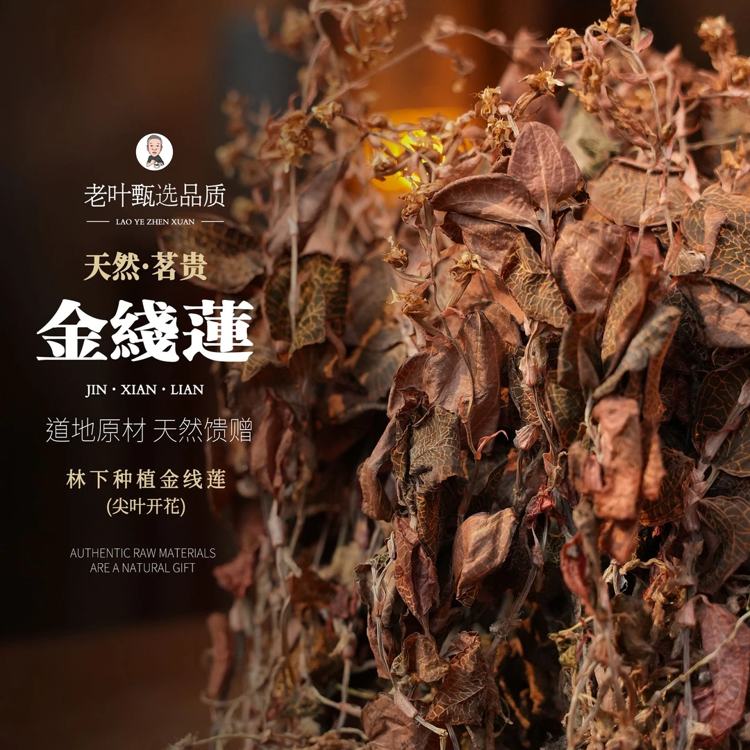 【老叶甄陈皮】林下种植金线莲(尖叶开花)