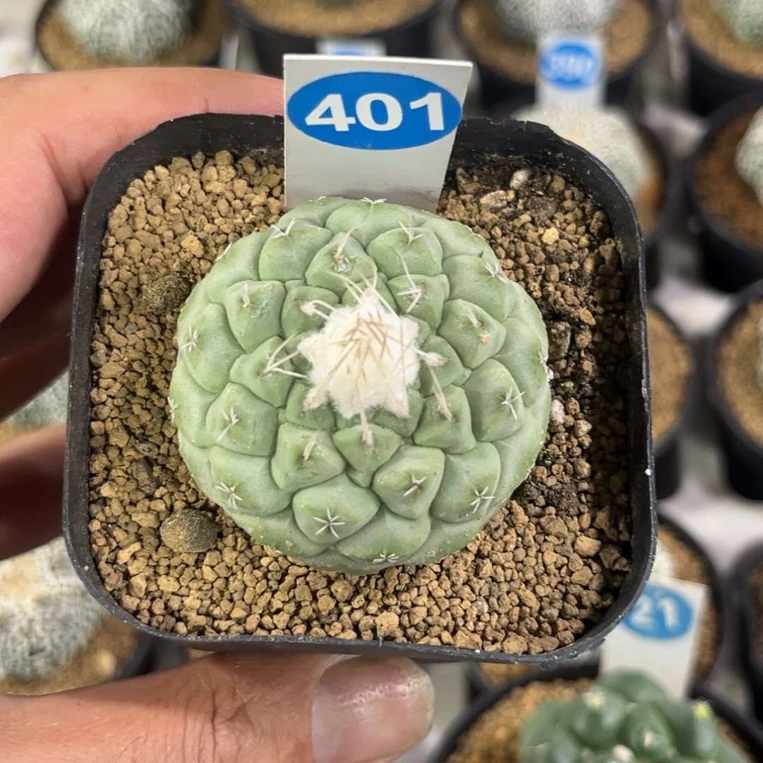 401实生菊水带盆带土