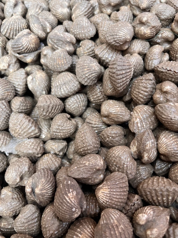 正宗宁德二都蚶，顺丰冷链包邮到家