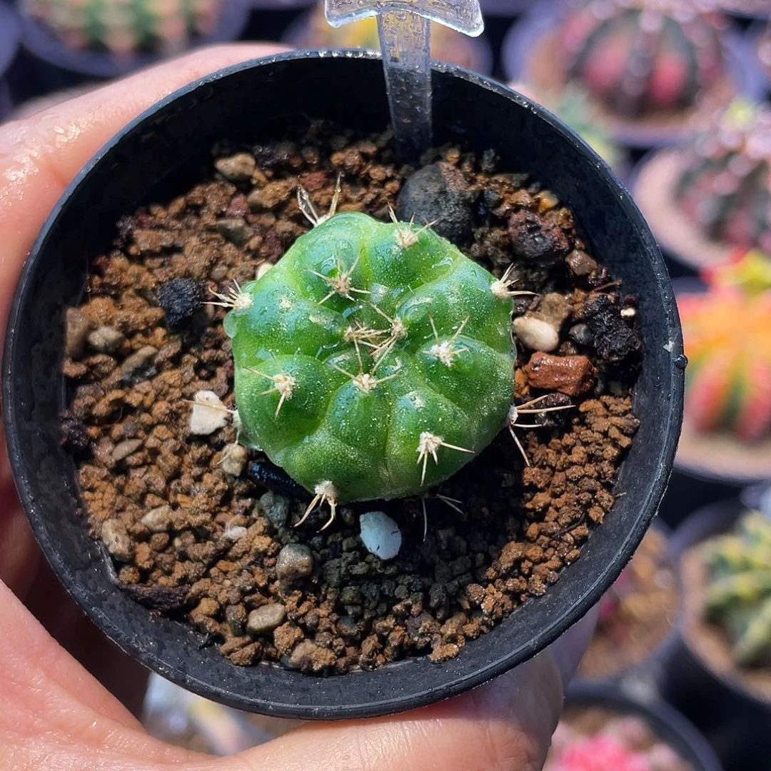 1-113青苹果侧芽2.9厘米