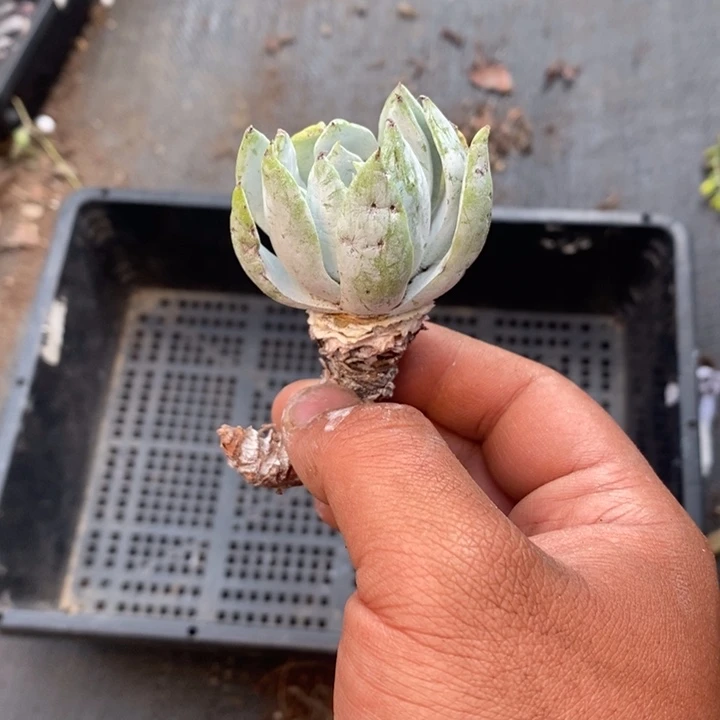 4089哈哈哈哈哈哈哈哈哈